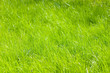 green grass