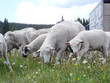 sheep sheep
