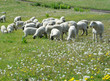 sheep herd grazing sheep herd grazing