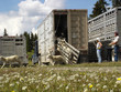 sheep unloading sheep unloading
