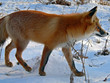 red fox 16