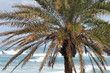 palm tree at sunset beach hawaii