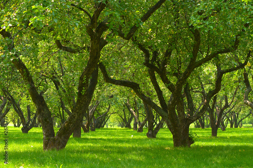 garden trees