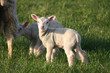 lambs