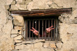 prisoner