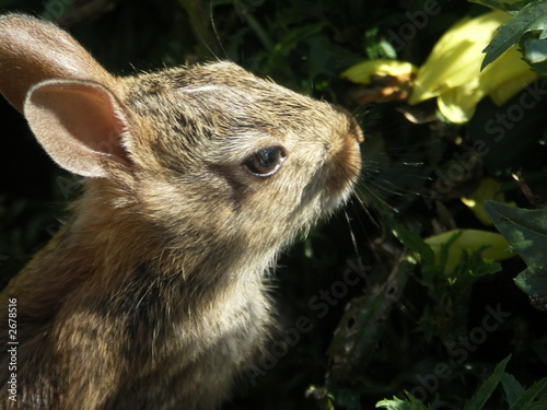 wild rabbit wild rabbit