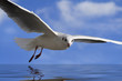 white bird