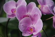 pink orchid