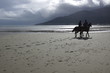 horses on beach