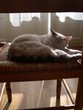 sieste