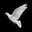 Photo: white dove in flight 11 white dove in flight 11