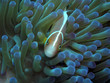 amphiprion perideraion