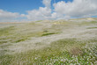 spring in the negev