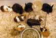 bébés rongeurs