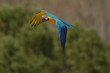 papagayo