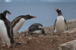 gentoo penguins