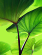 feuilles
