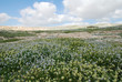 flowers in the negev desert