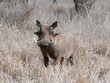 warthog