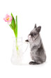 bunny standing near the vase with tulip bunny standing near the vase with tulip