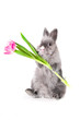 bunny holding a tulip bunny holding a tulip