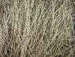 texture of dry grass texture of dry grass