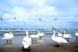 birds on a beach