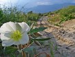 california desert primrose (oenothera)