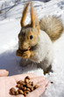 squirrel on the snow gnawing nuts of siberian pine squirrel on the snow gnawing nuts of siberian pine