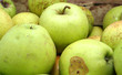 green sweet apple