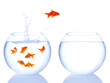 Photo: red fish jumping red fish jumping