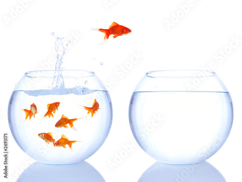 Foto: red fish jumping red fish jumping