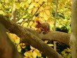 Photo: wild animal 01 wild animal 01