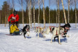dogsledding