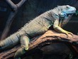 iguana