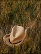 hat in field