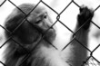 triste vie de singe triste vie de singe