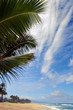 tropical view