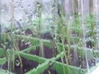 side of propagation tub