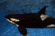 orca
