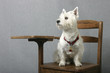 doggone smart