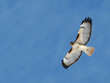 red-tailed hawk (buteo jamaicensis)