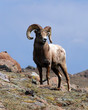 king of the mountain (bighorn ram)