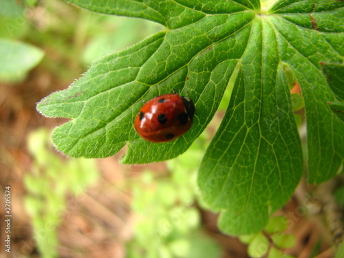 lady bird lady bird