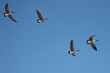 Photo: wild goose chase wild goose chase