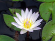 waterlily