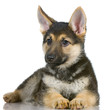 chiot berger allemand