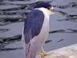 bird bird