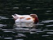 duck duck