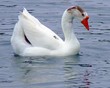 goose goose